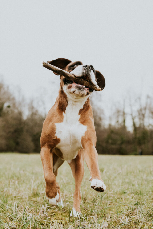 photographe_chien_strasbourg_alsace_vosges-14