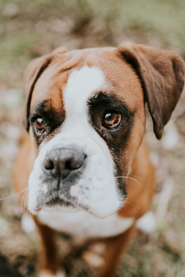 photographe_chien_strasbourg_alsace_vosges-3