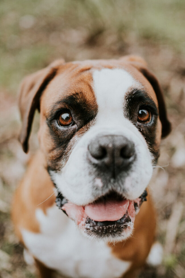 photographe_chien_strasbourg_alsace_vosges-4