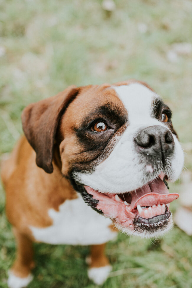 photographe_chien_strasbourg_alsace_vosges-6