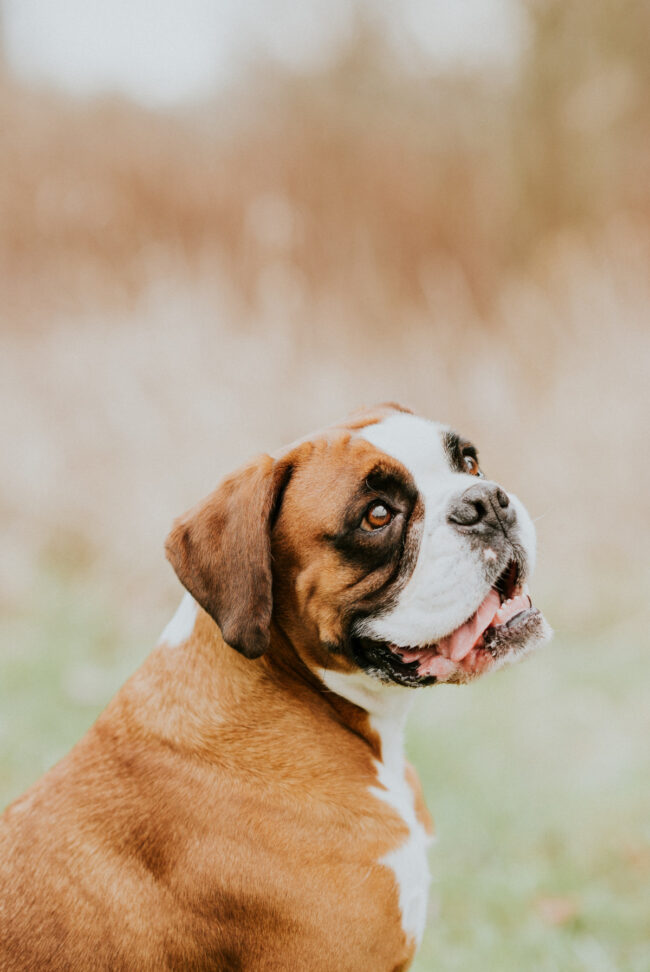 photographe_chien_strasbourg_alsace_vosges-8