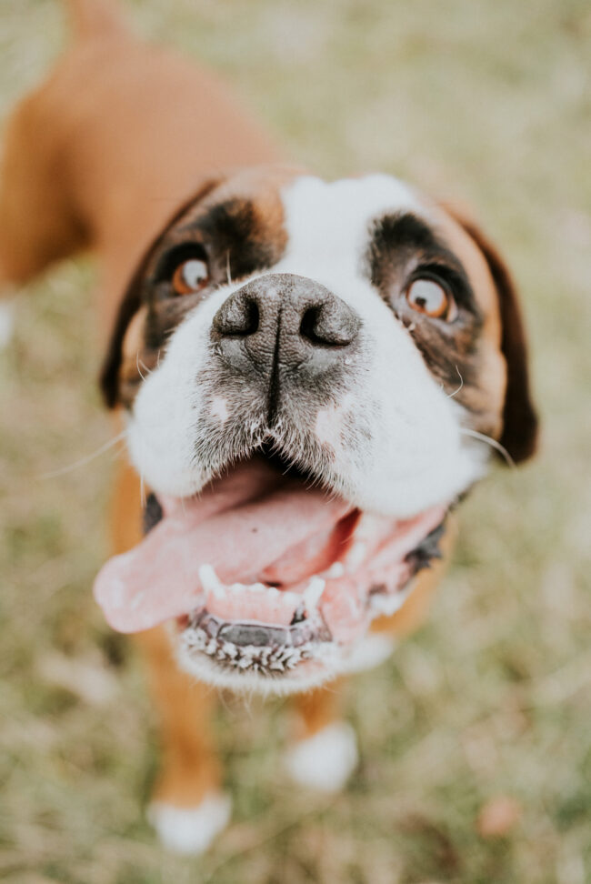 photographe_chien_strasbourg_alsace_vosges-9