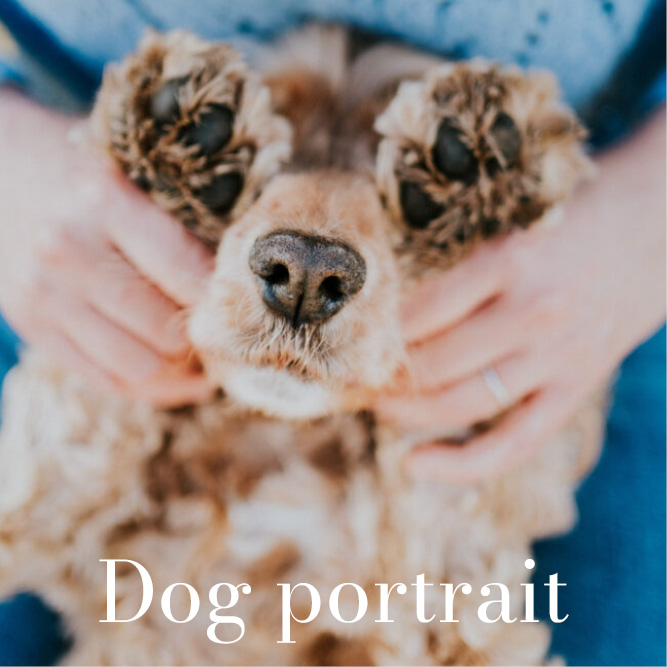 portfolio-dog-portrait-photographer-strasbourg