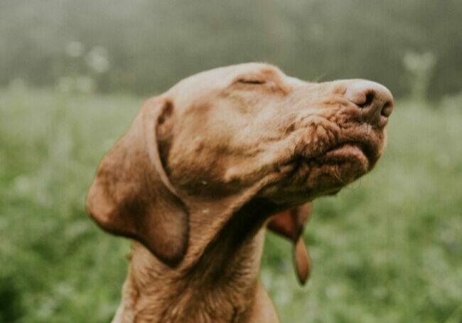 photographe animaux compagnie